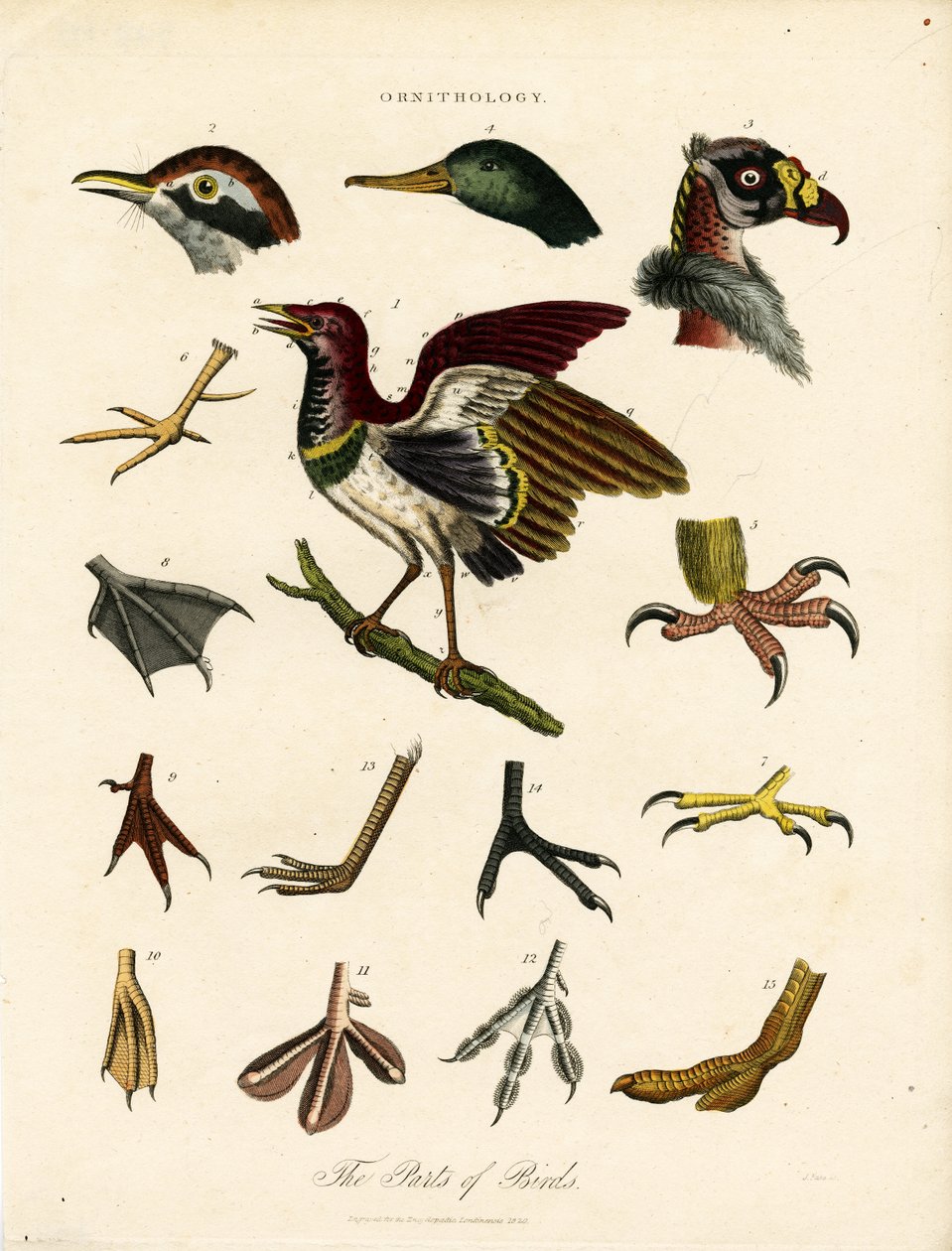 Las partes de las aves (Ornitología) de John Pass