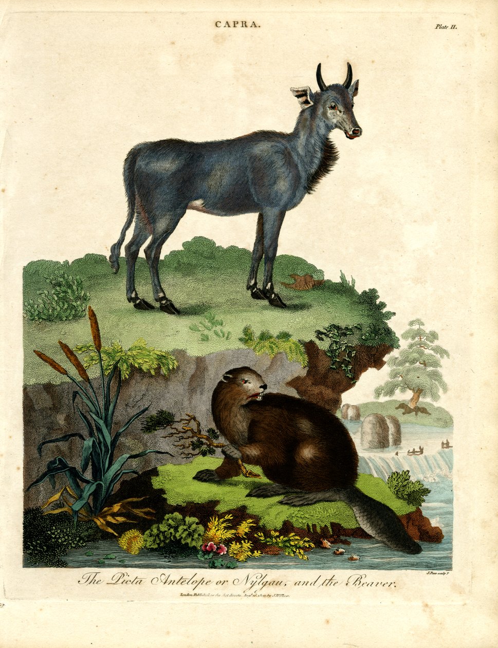El Antílope Picta o Nilgau y el Castor de John Pass