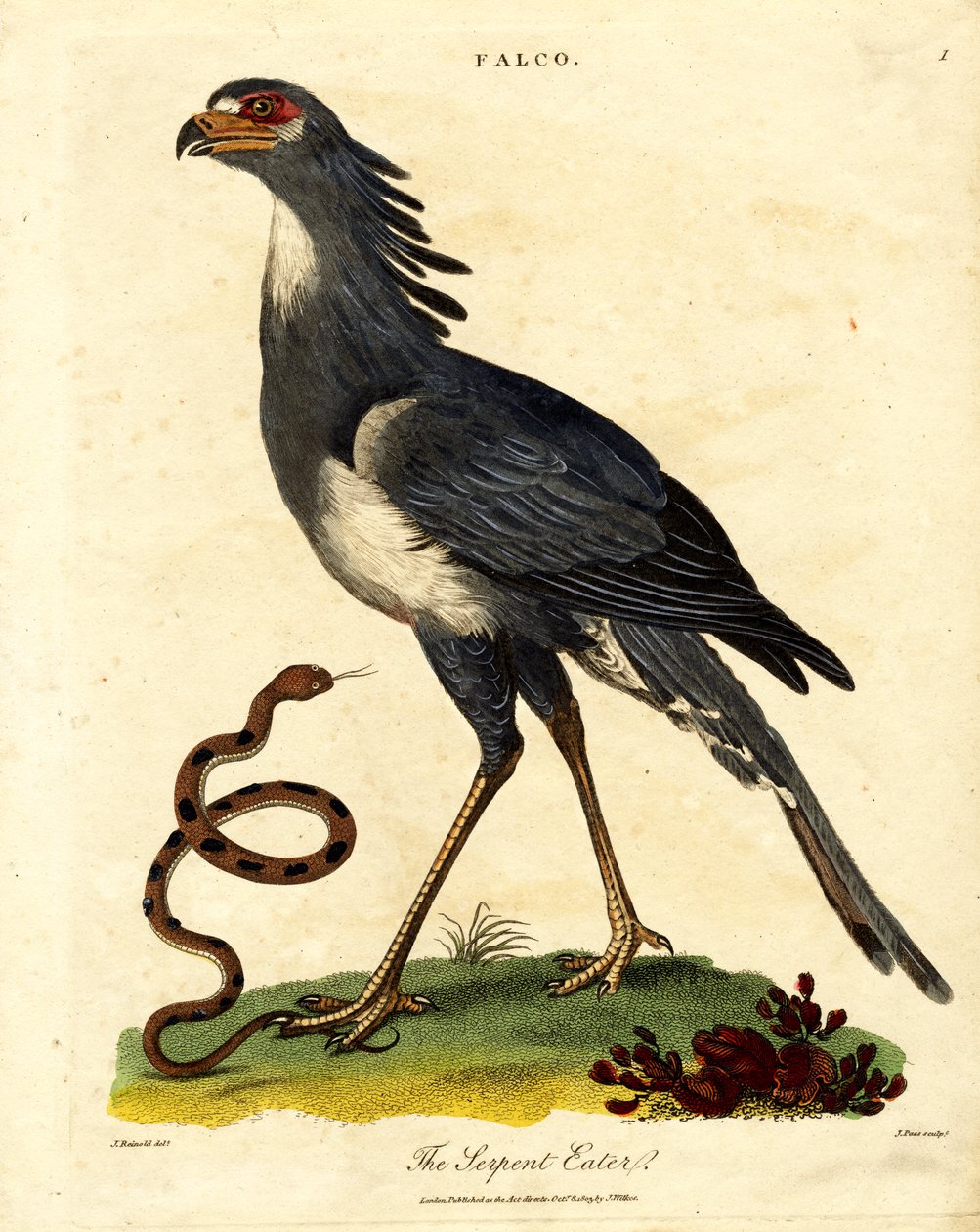 El pájaro secretario o devorador de serpientes de John Pass