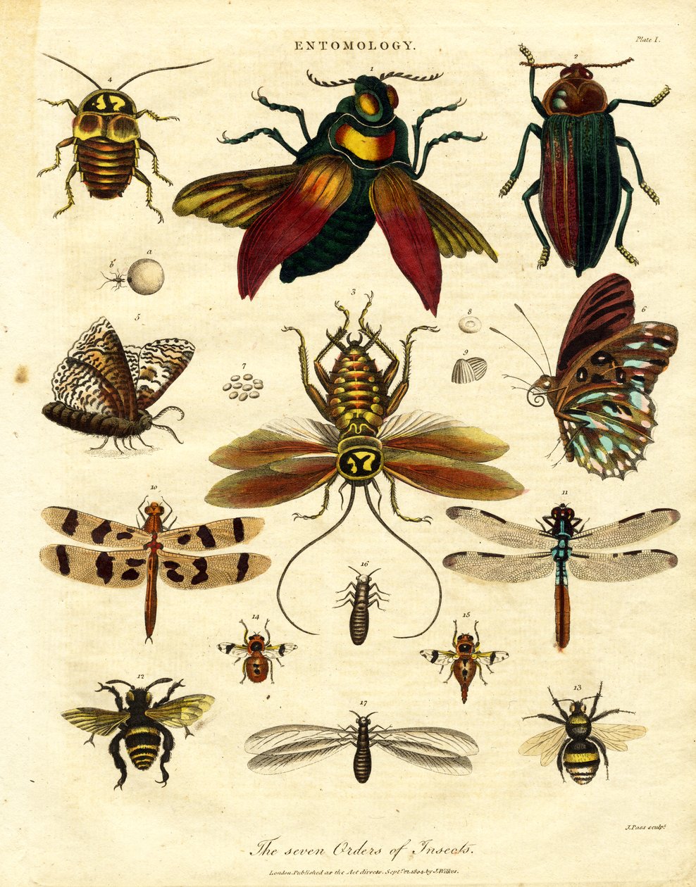 Los siete órdenes de insectos de John Pass
