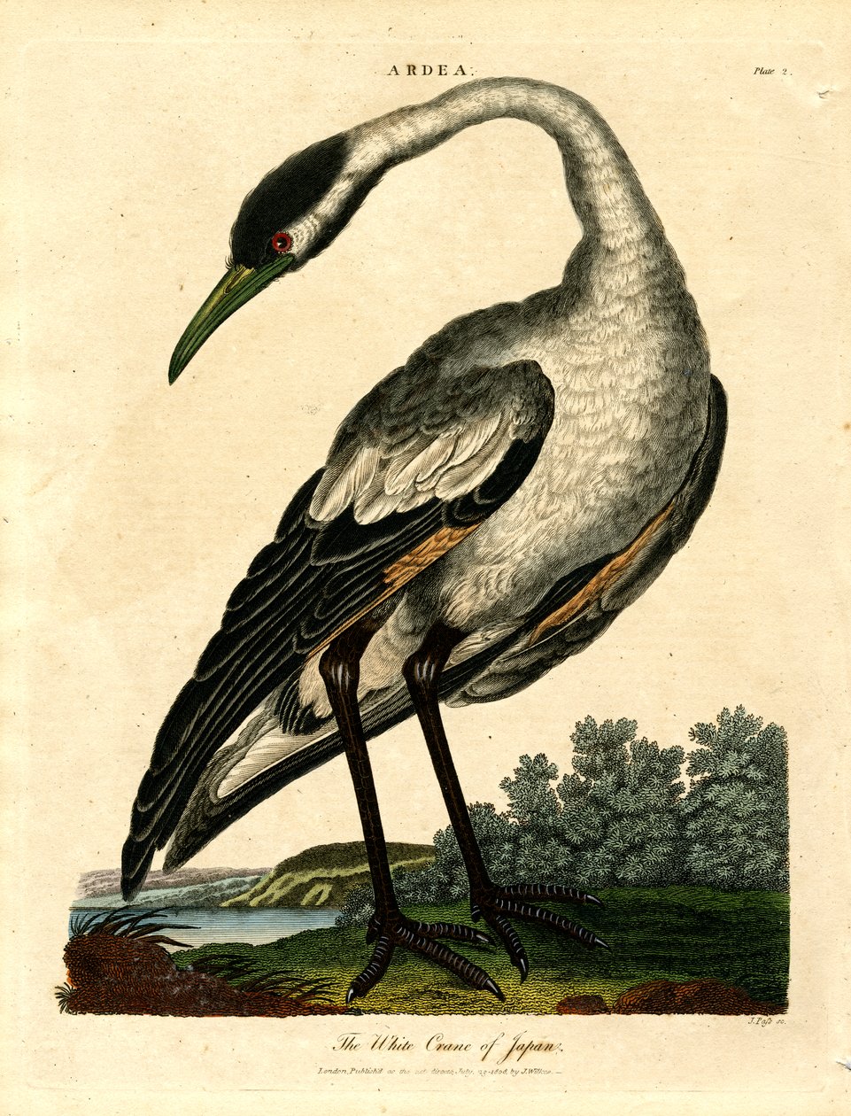 La grulla blanca de Japón de John Pass