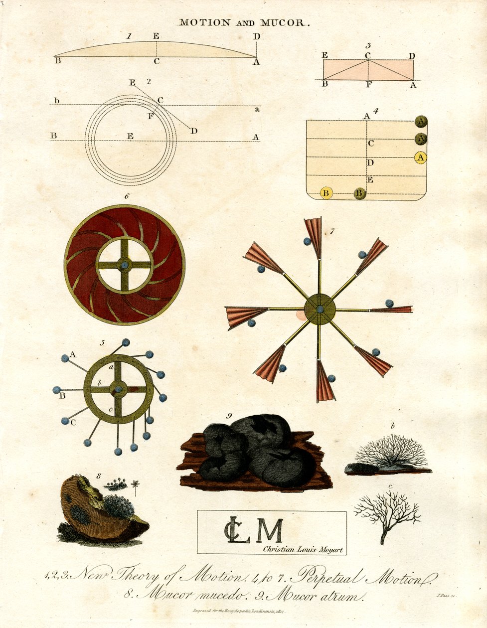 Teoría del movimiento y hongos Mucor de John Pass