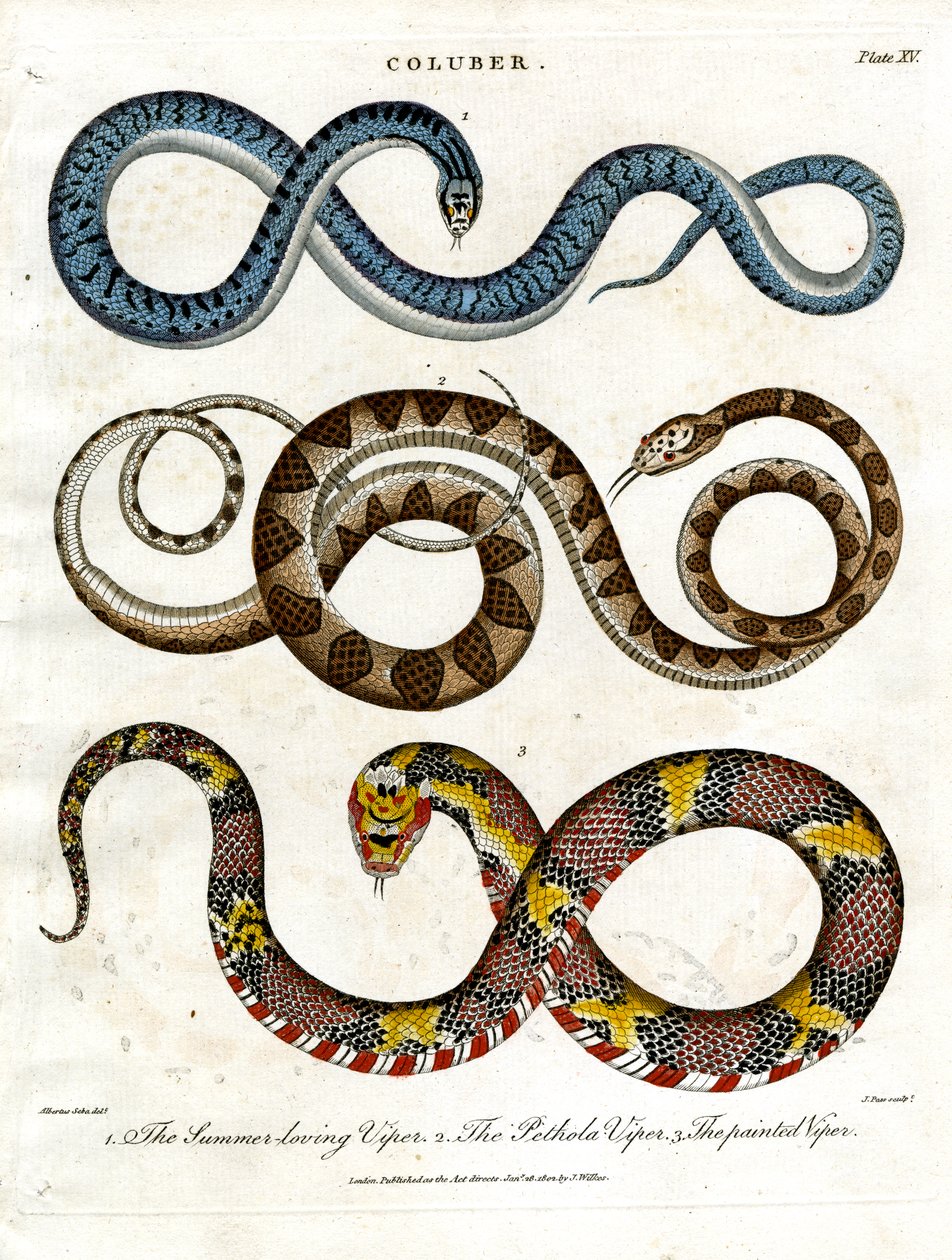 Tres especies diferentes de víboras de John Pass
