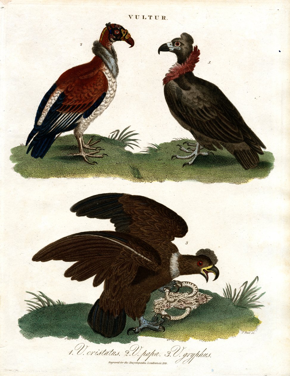 Tres especies de buitres (Vultur) de John Pass