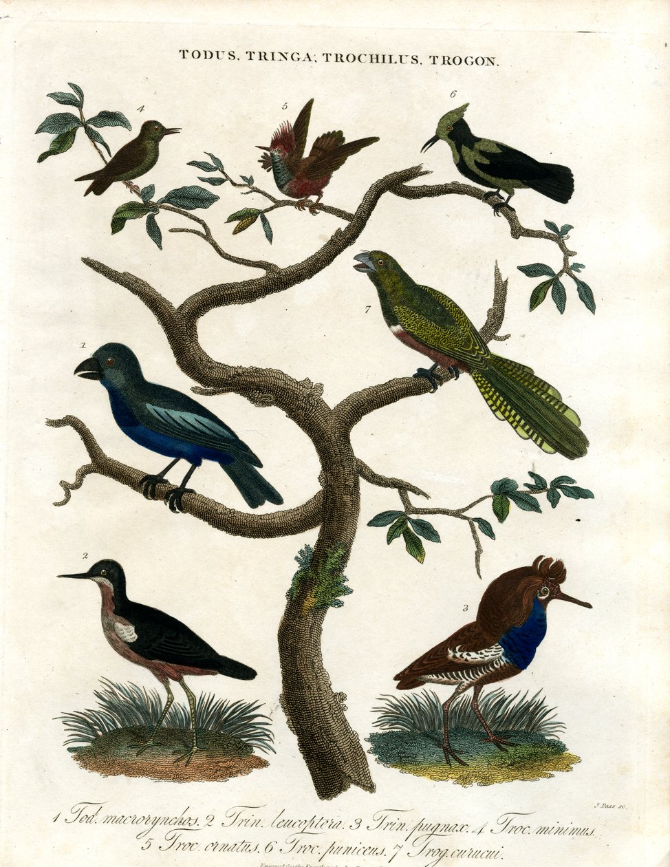 Todus;Tringa;Trochilus y Trogon de John Pass