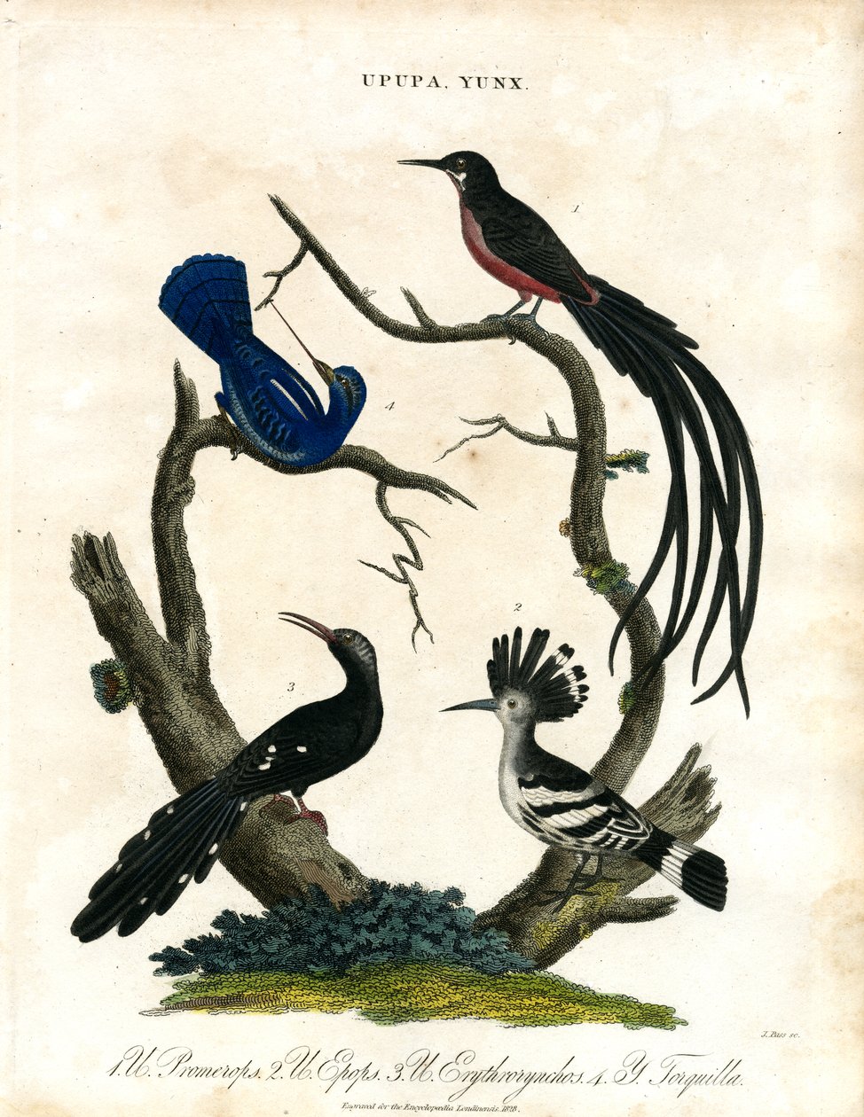 Upupa y Yunx (abubilla y torcecuello) de John Pass