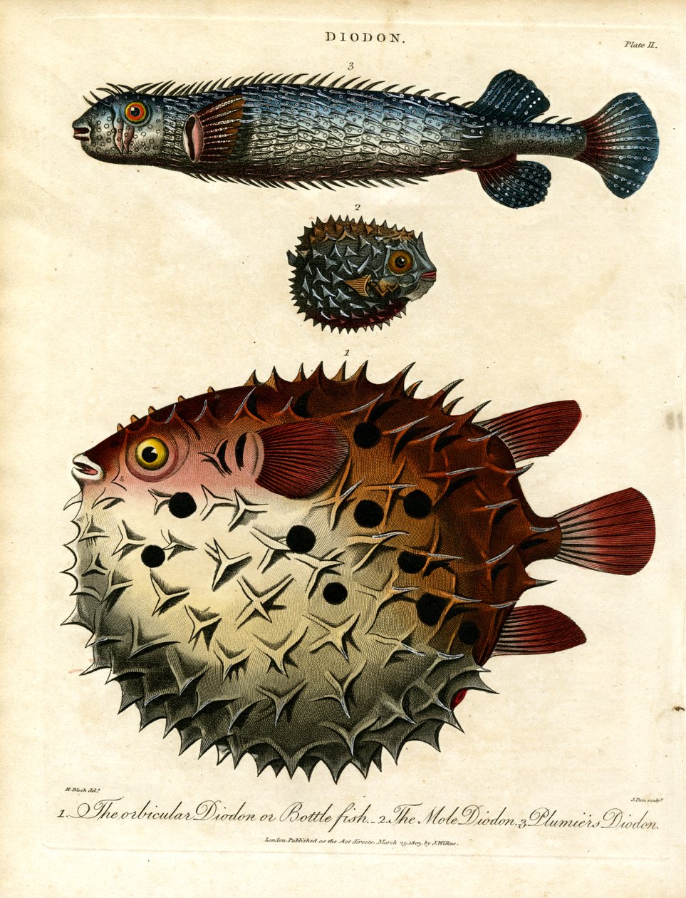 Varios Peces puercoespín (Diodon) de John Pass