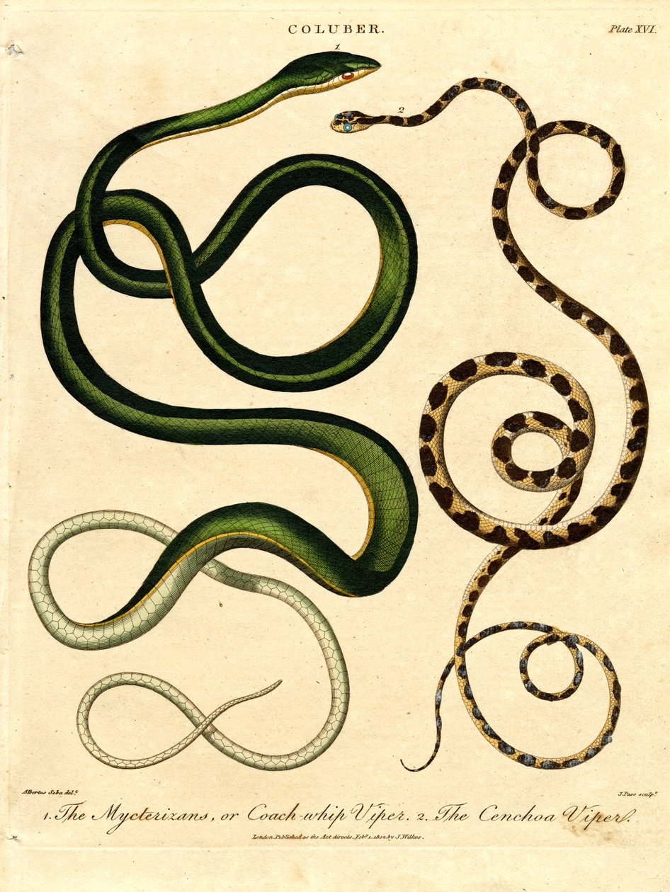 Varias especies de serpientes de John Pass