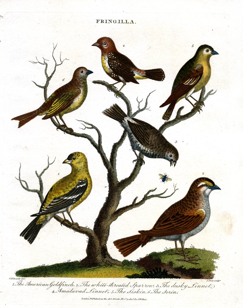 Varias especies de pinzones (Fringilla) de John Pass