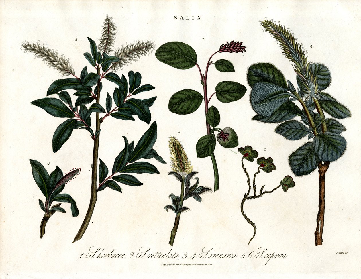 Varias especies de sauces (Salix) de John Pass