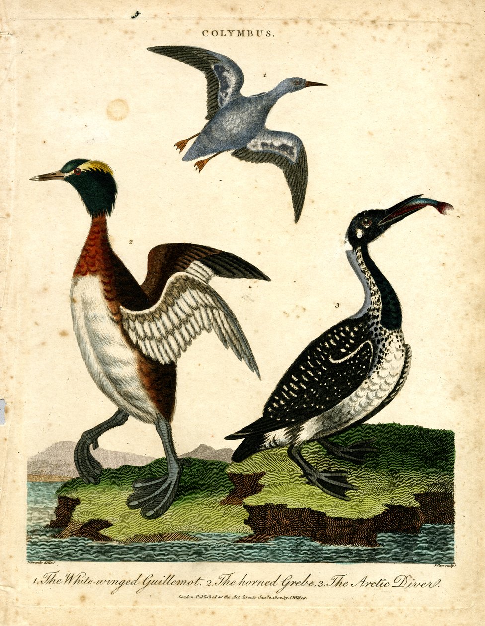 Aves acuáticas - arao común, zampullín cornudo y zambullidor ártico de John Pass