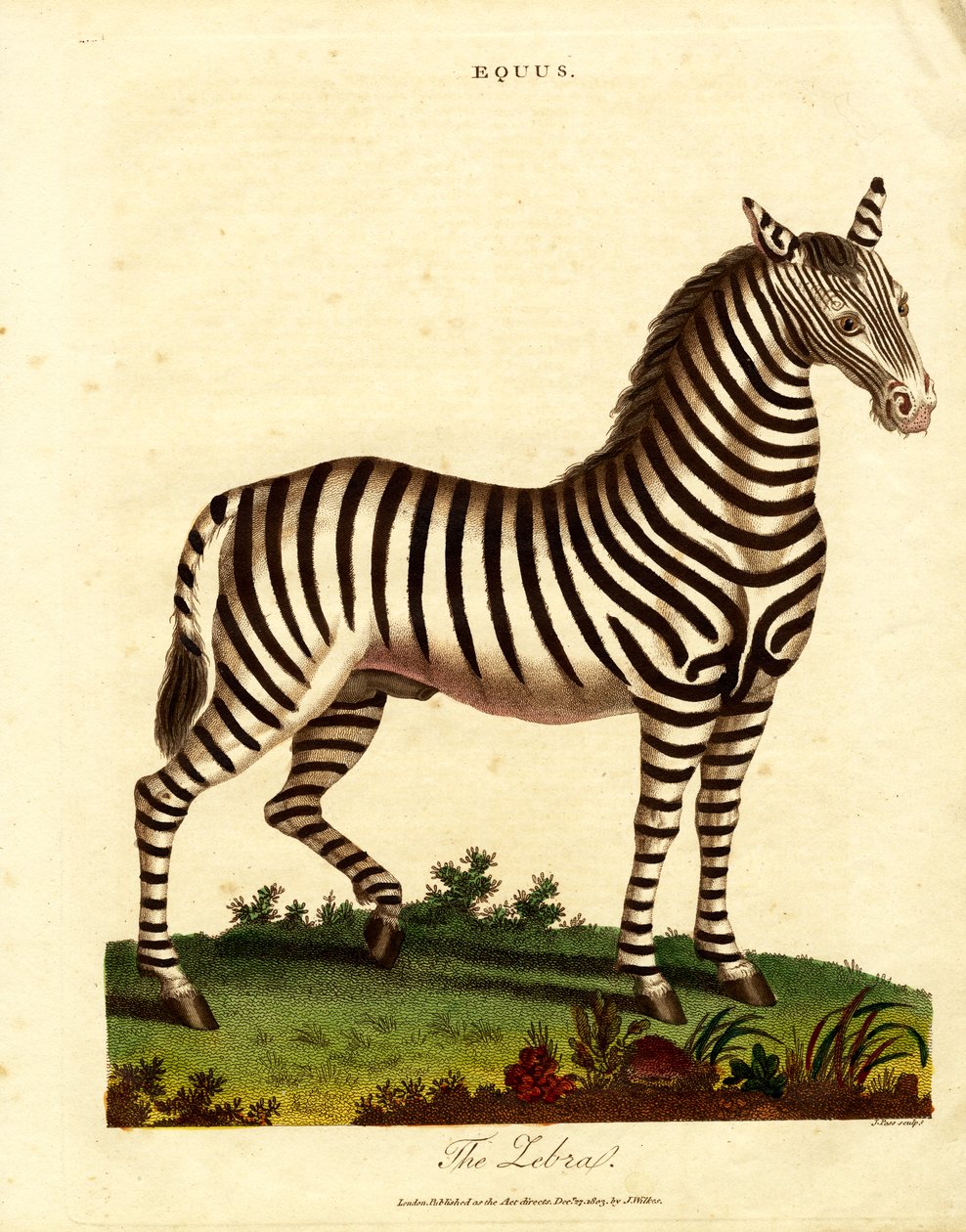 Cebra (Equus) de John Pass