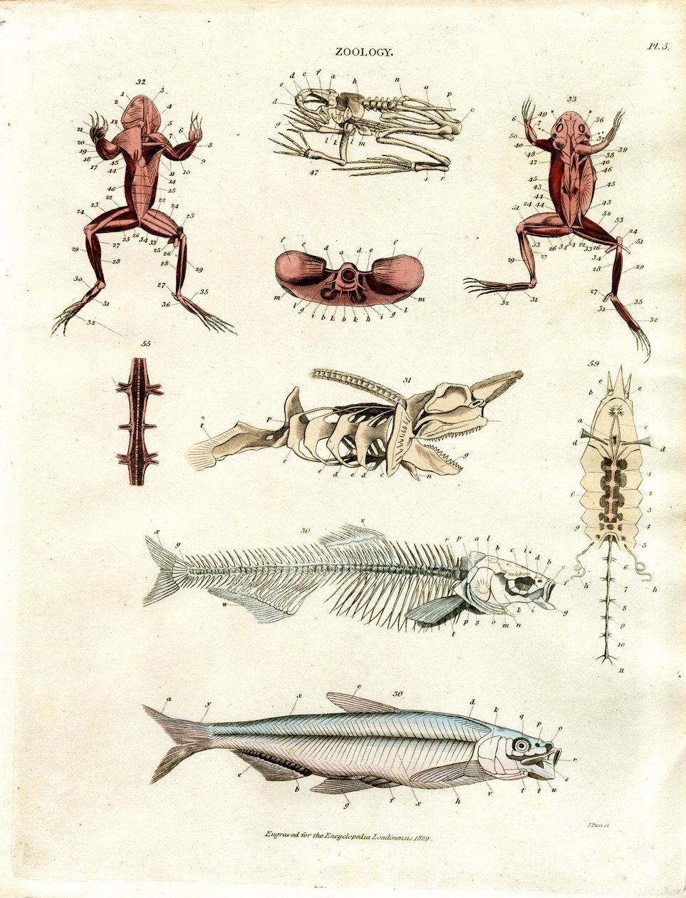 Ilustraciones anatómicas zoológicas (Lámina 5) de John Pass