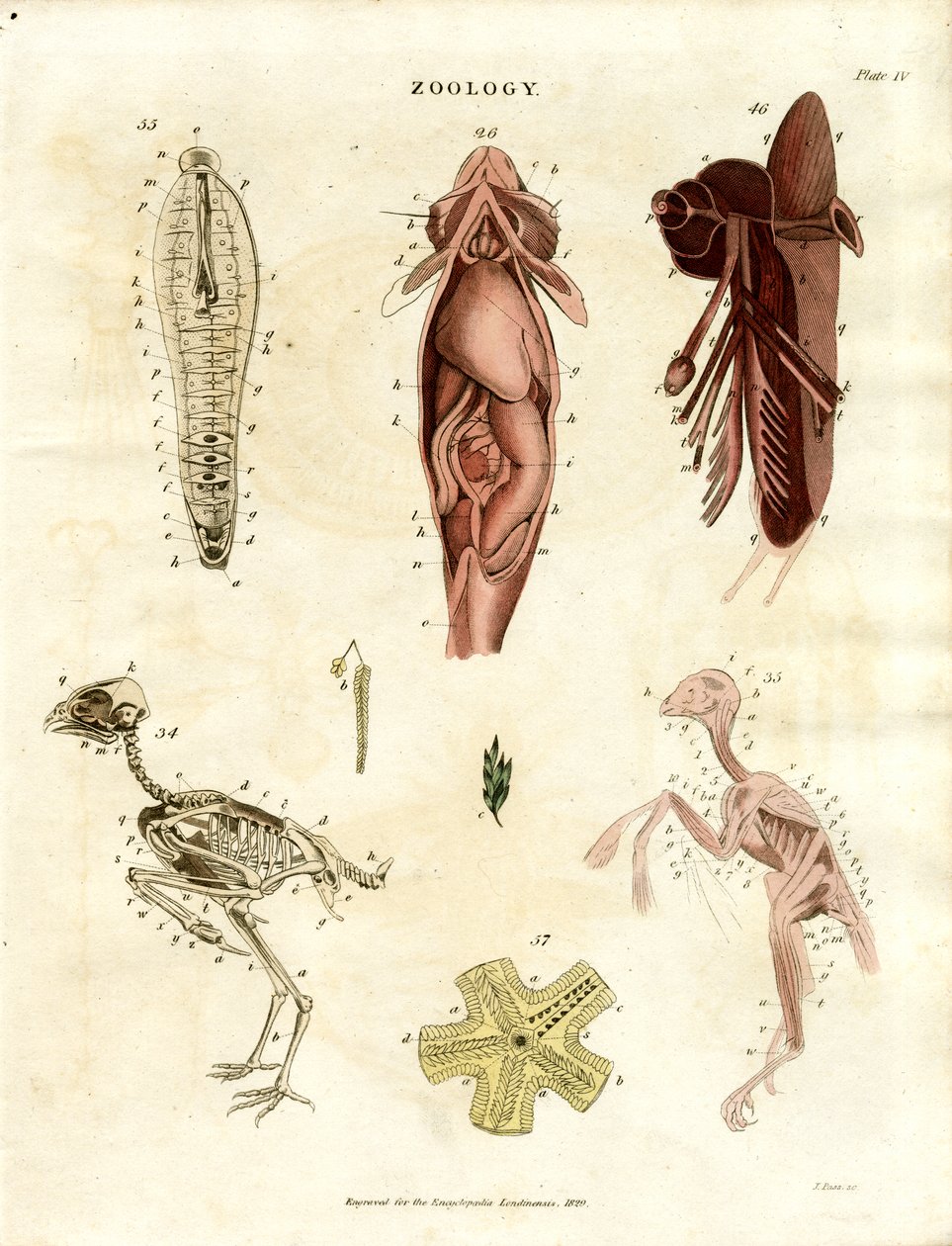 Ilustraciones anatómicas zoológicas (Lámina XV) de John Pass
