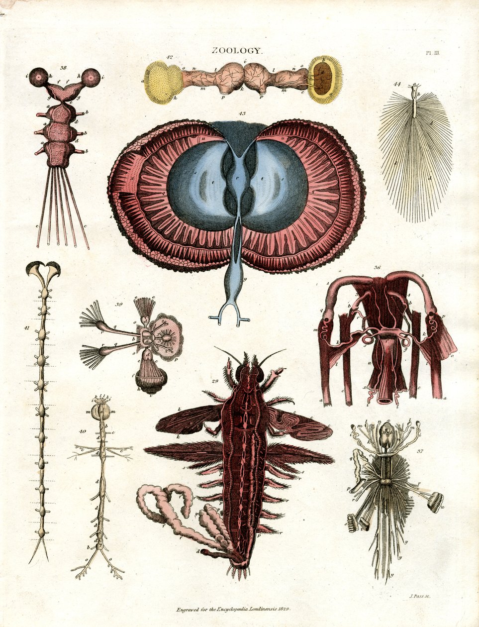 Zoología Pl. III: Ilustraciones anatómicas de diversos animales invertebrados de John Pass