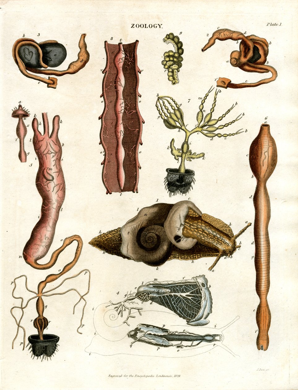 Zoología Lámina I: Ilustraciones anatómicas de diversos animales de John Pass