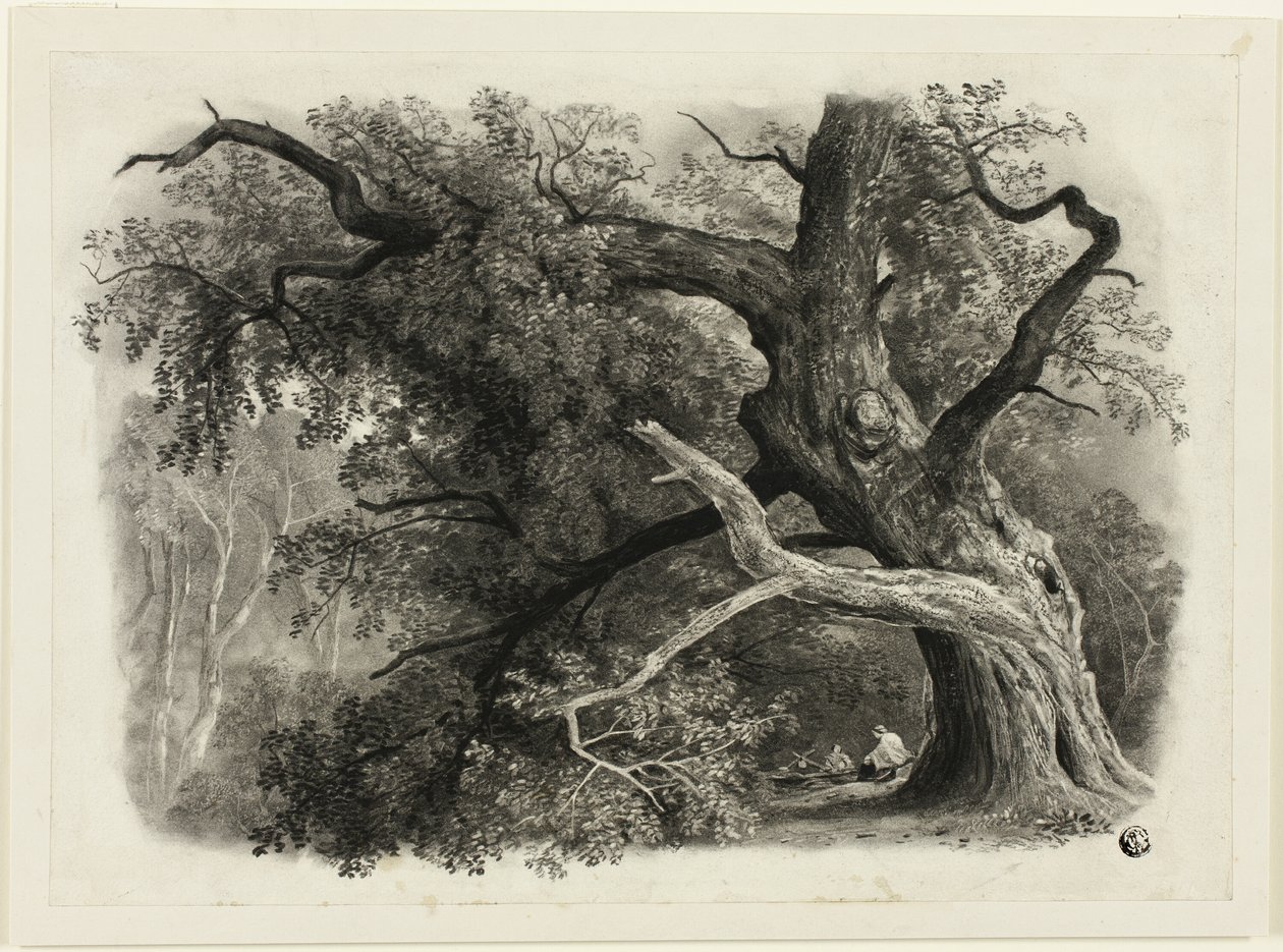 Árbol viejo en Billah - Bosque de Sherwood de John Rawson Walker