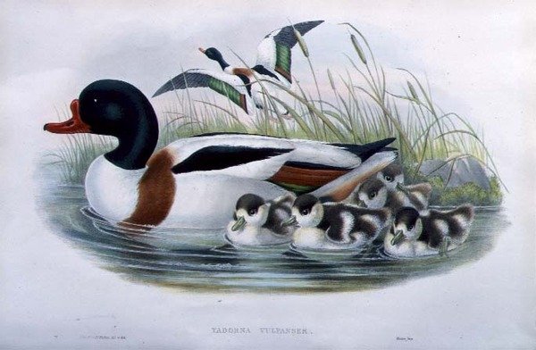 Tarro blanco (Tadorna Vulpanser) de John and Richter Henry Constantine (after) Gould