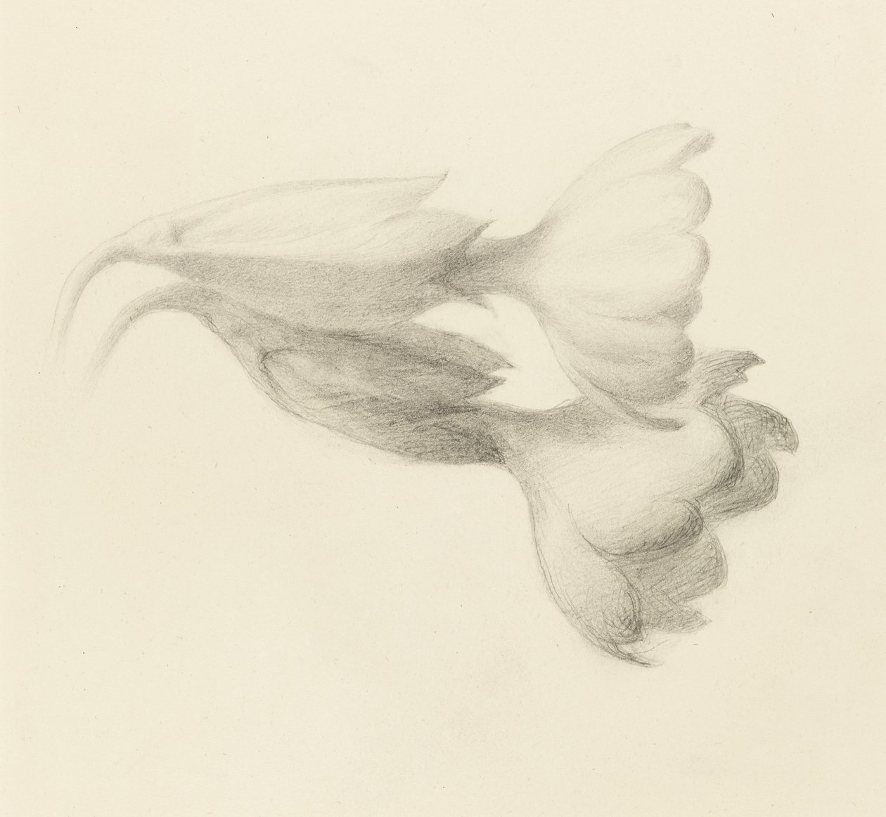 Campanillas de prímula, probablemente 1871 de John Ruskin
