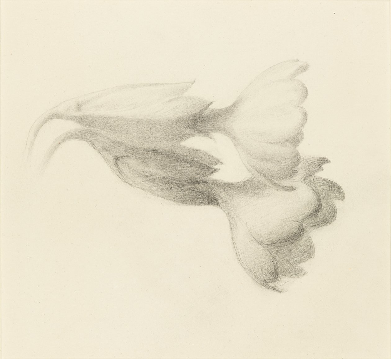 Campanillas de prímula, probablemente 1871 de John Ruskin