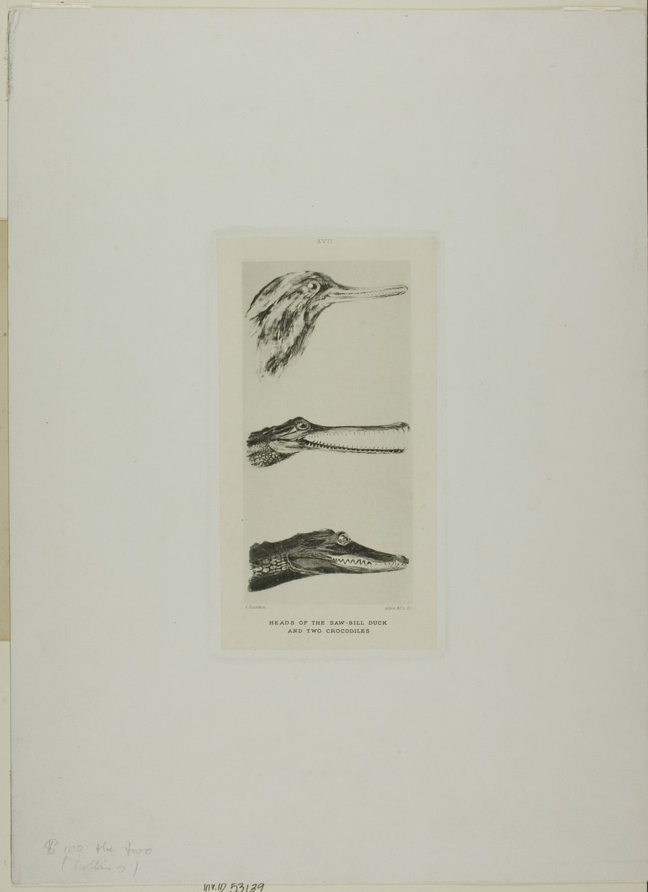 Cabezas de pato de pico de sierra y dos cocodrilos de John Ruskin