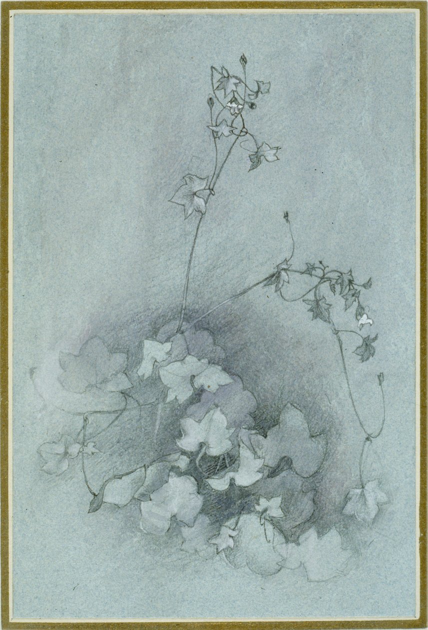 Cymbalaria muralis 