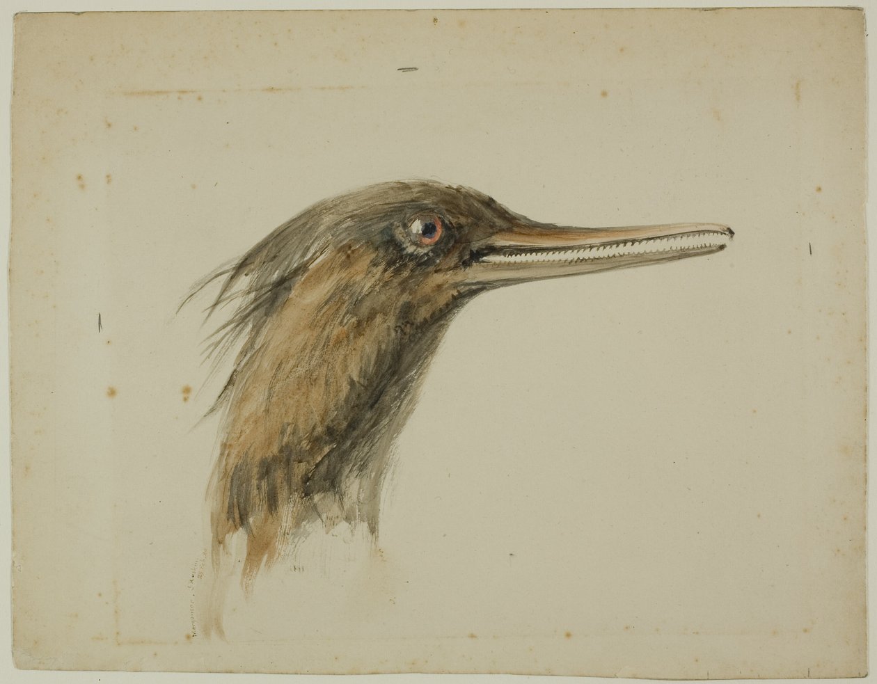 Serreta de John Ruskin