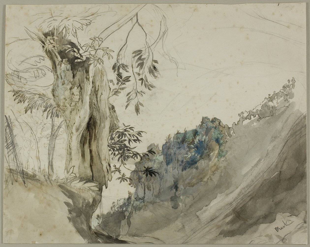 Castaño español de John Ruskin