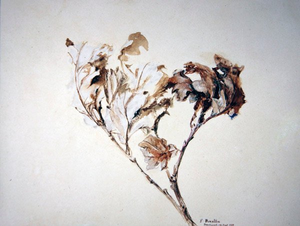 Estudio de hojas de roble de John Ruskin