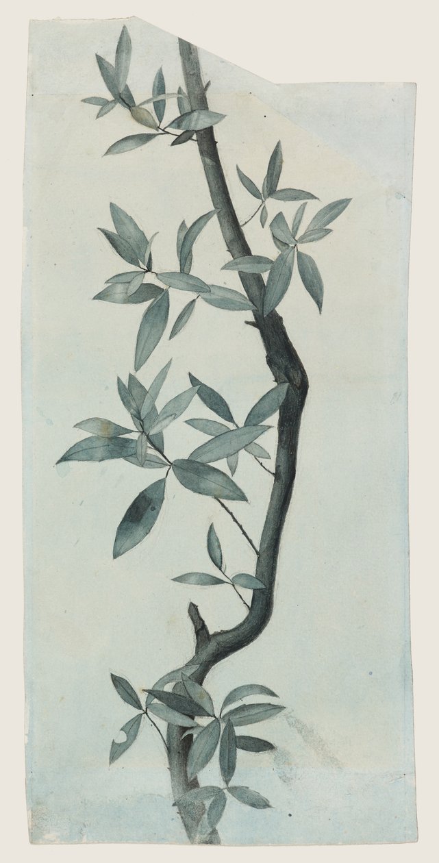 Estudio de hojas de sauce, c.1857 (lápiz y acuarela sobre papel) de John Ruskin