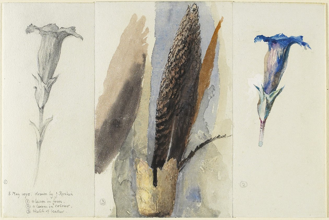 Estudio de una pluma, flanqueado por dos estudios de una genciana, 1875 de John Ruskin