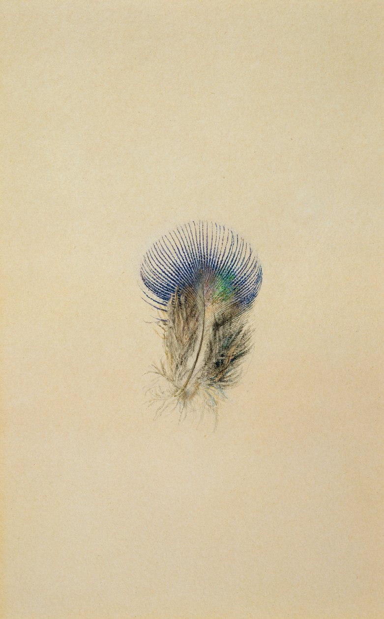 Estudio de una pluma de pavo real, 1873 de John Ruskin
