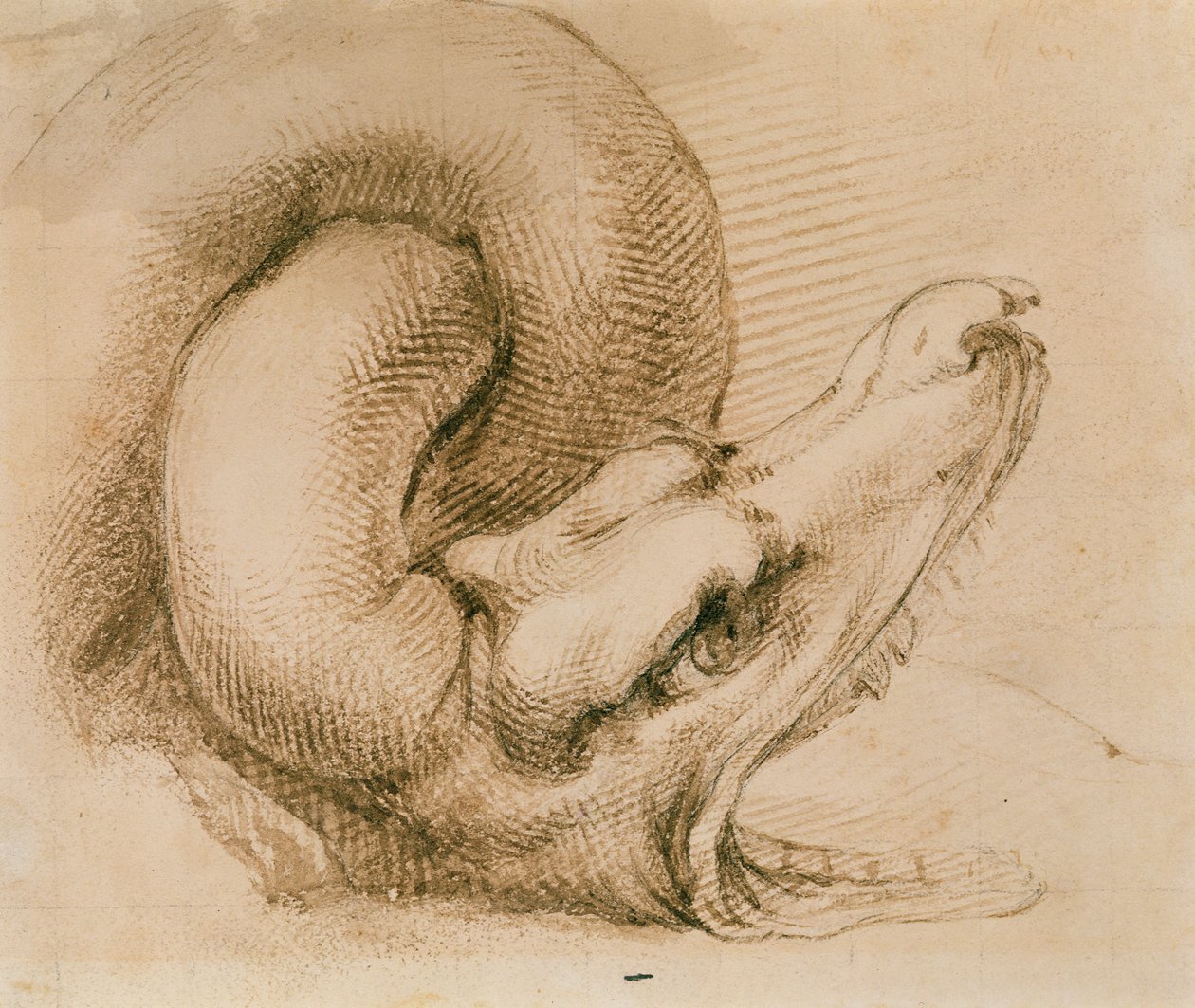 Estudio de la cabeza de un dragón después de Miguel Ángel de John Ruskin