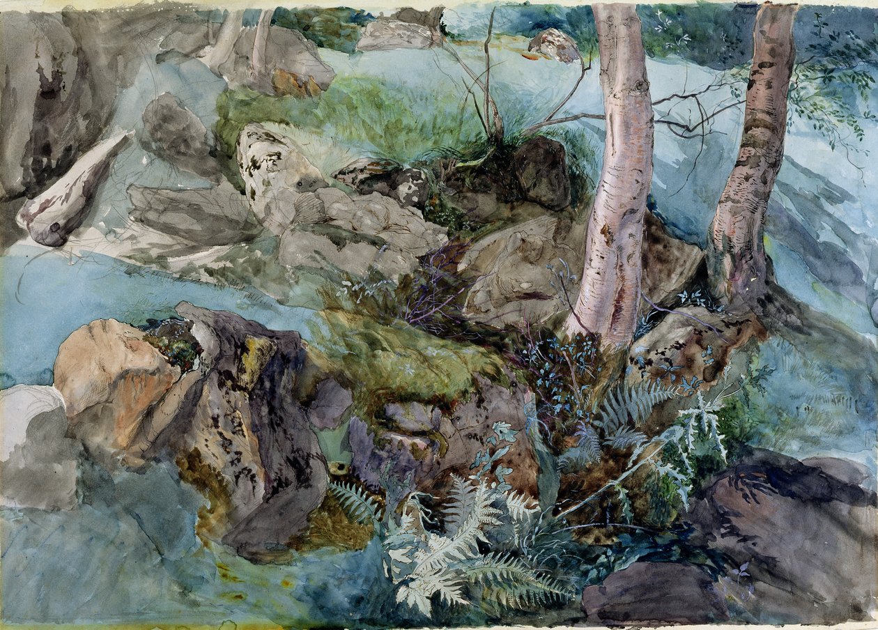 Estudio de rocas y helechos en un bosque en Crossmount, Perthshire, 1843 de John Ruskin