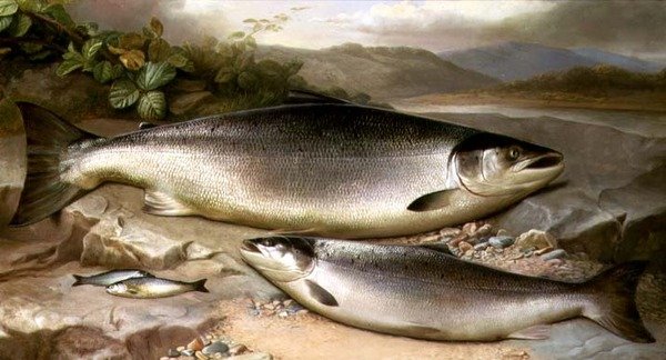 Naturaleza muerta de peces de John Russell