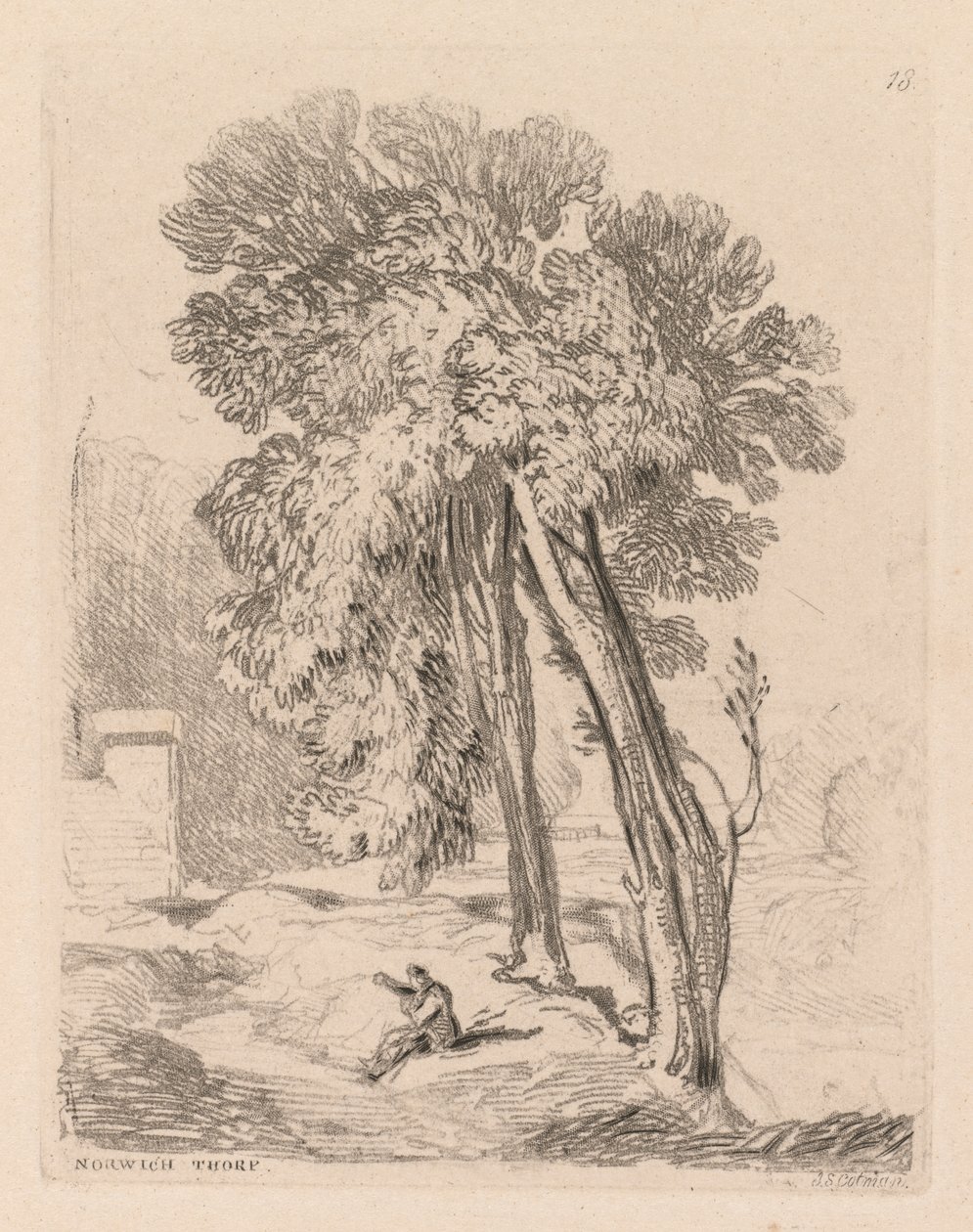 Liber Studiorum: lámina 18, árboles en Norwich Thorp, Norfolk de John Sell Cotman