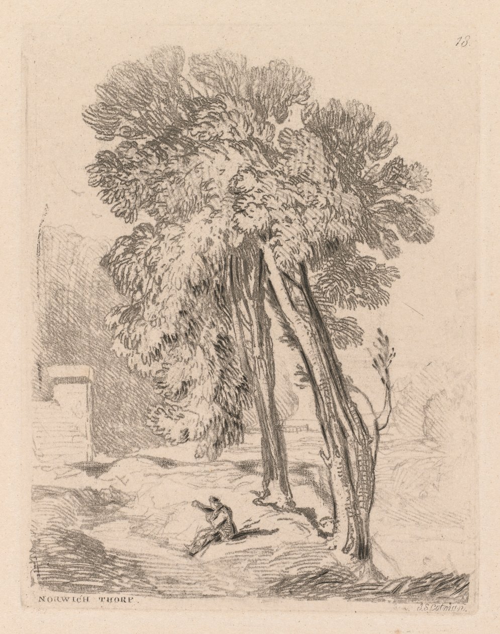 Liber Studiorum: Lámina 18, Árboles en Norwich Thorp, Norfolk, 1838 de John Sell Cotman