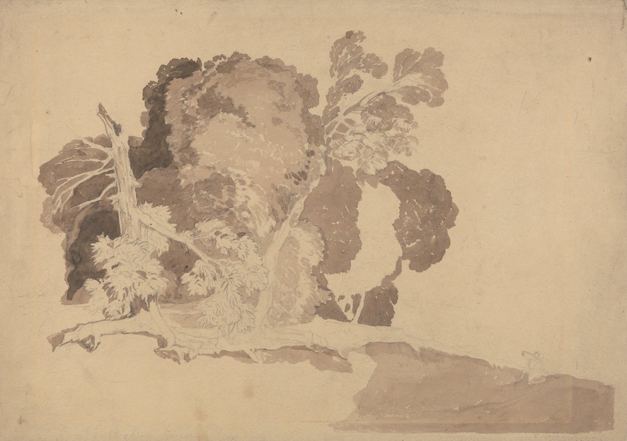 Estudio de los árboles de John Sell Cotman