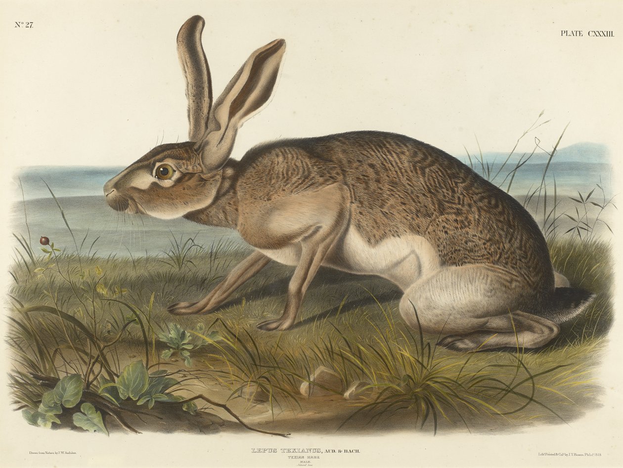 Liebre texana, 1848 de John T. Bowen