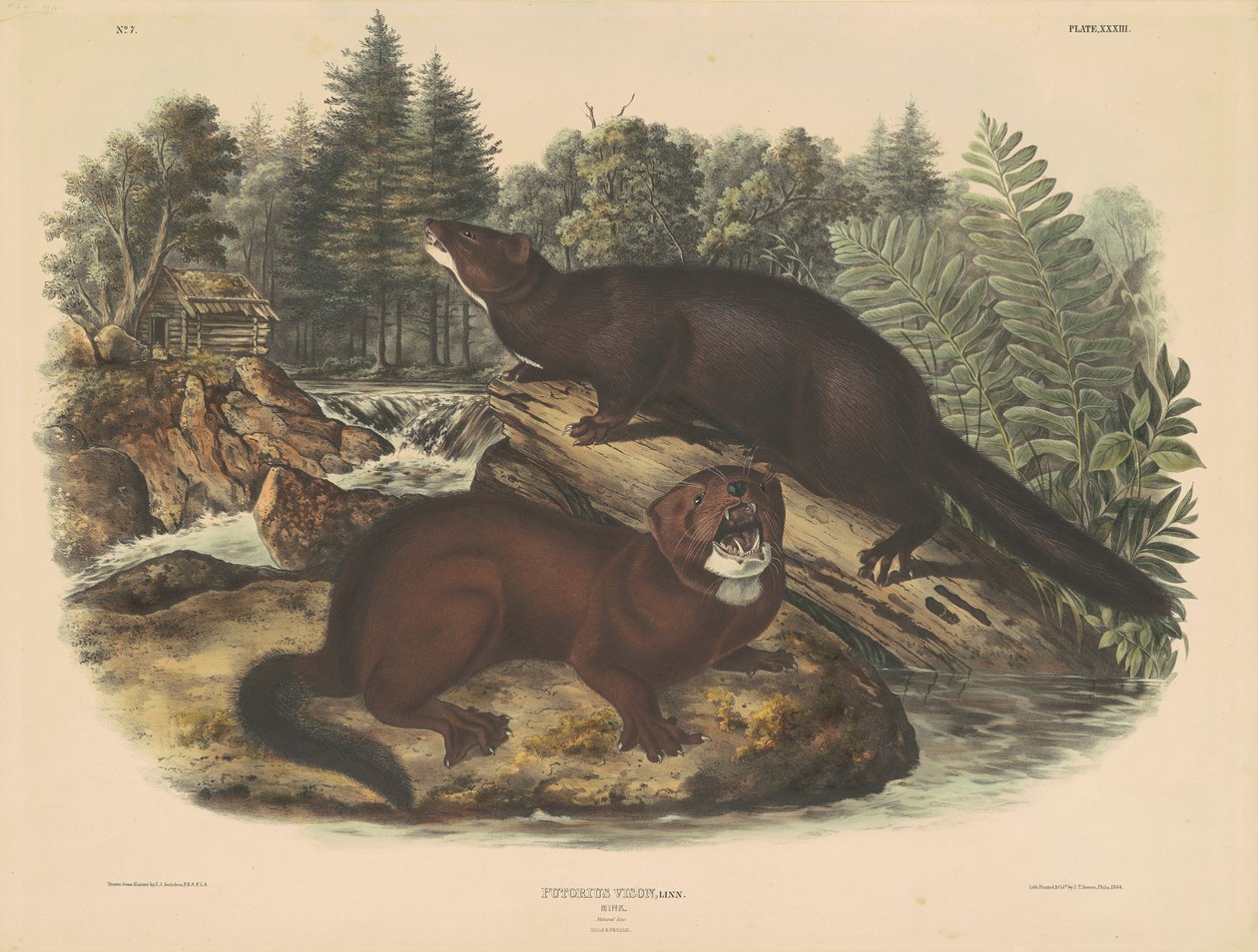 Visón de John T. Bowen, after John James Audubon