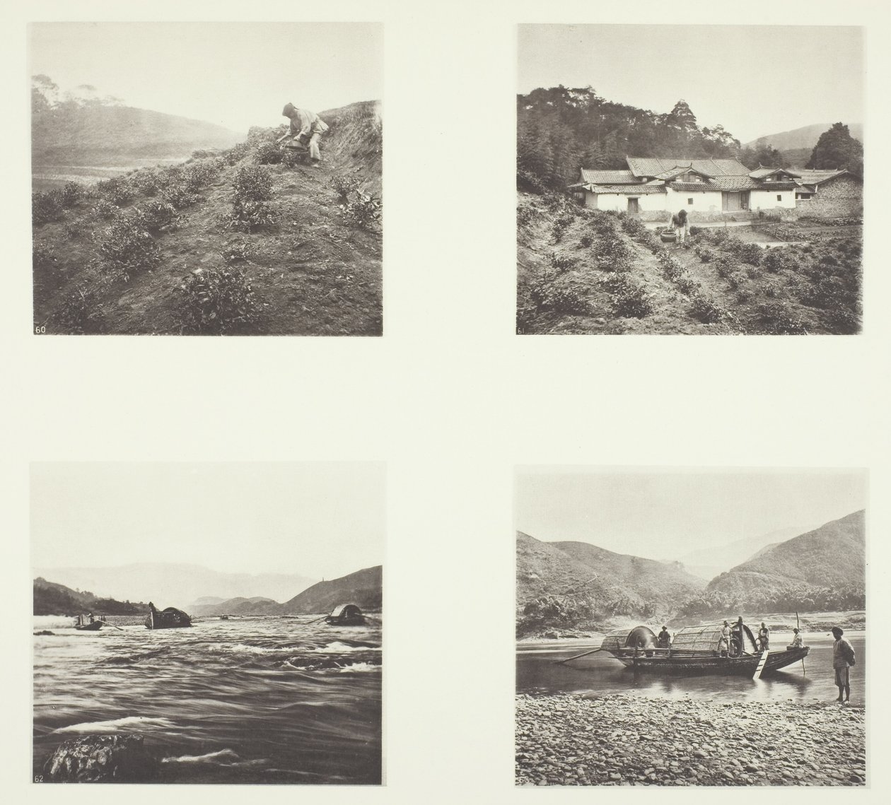 La planta del té; La planta del té; Rápidos de Yenping; Un pequeño bote rápido de John Thomson
