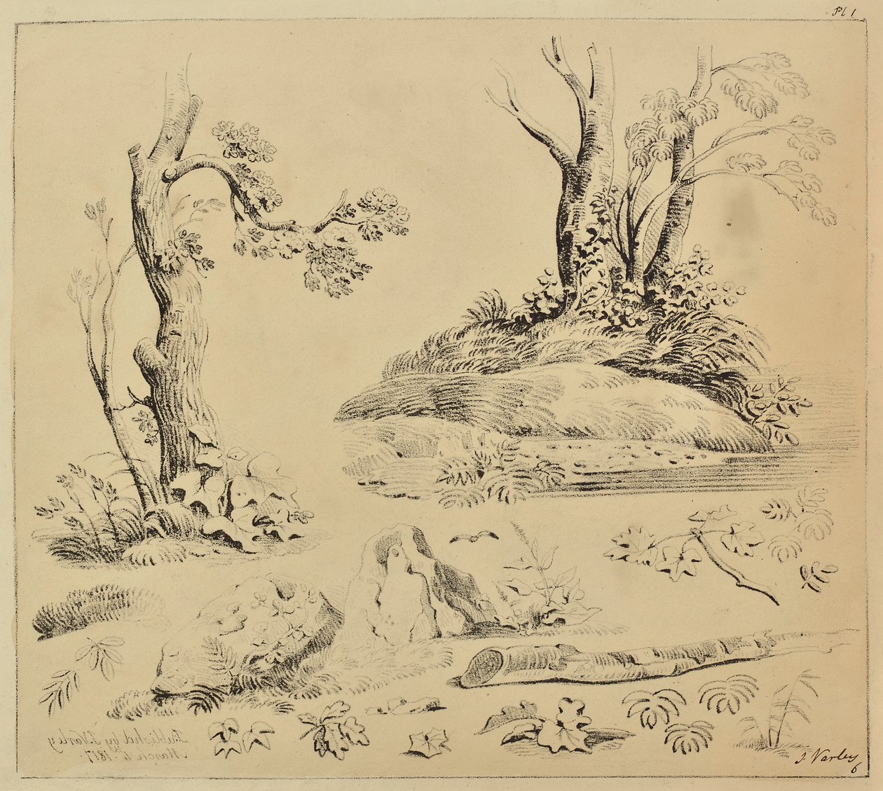 Hoja de estudios de troncos de árboles y follaje de John Varley