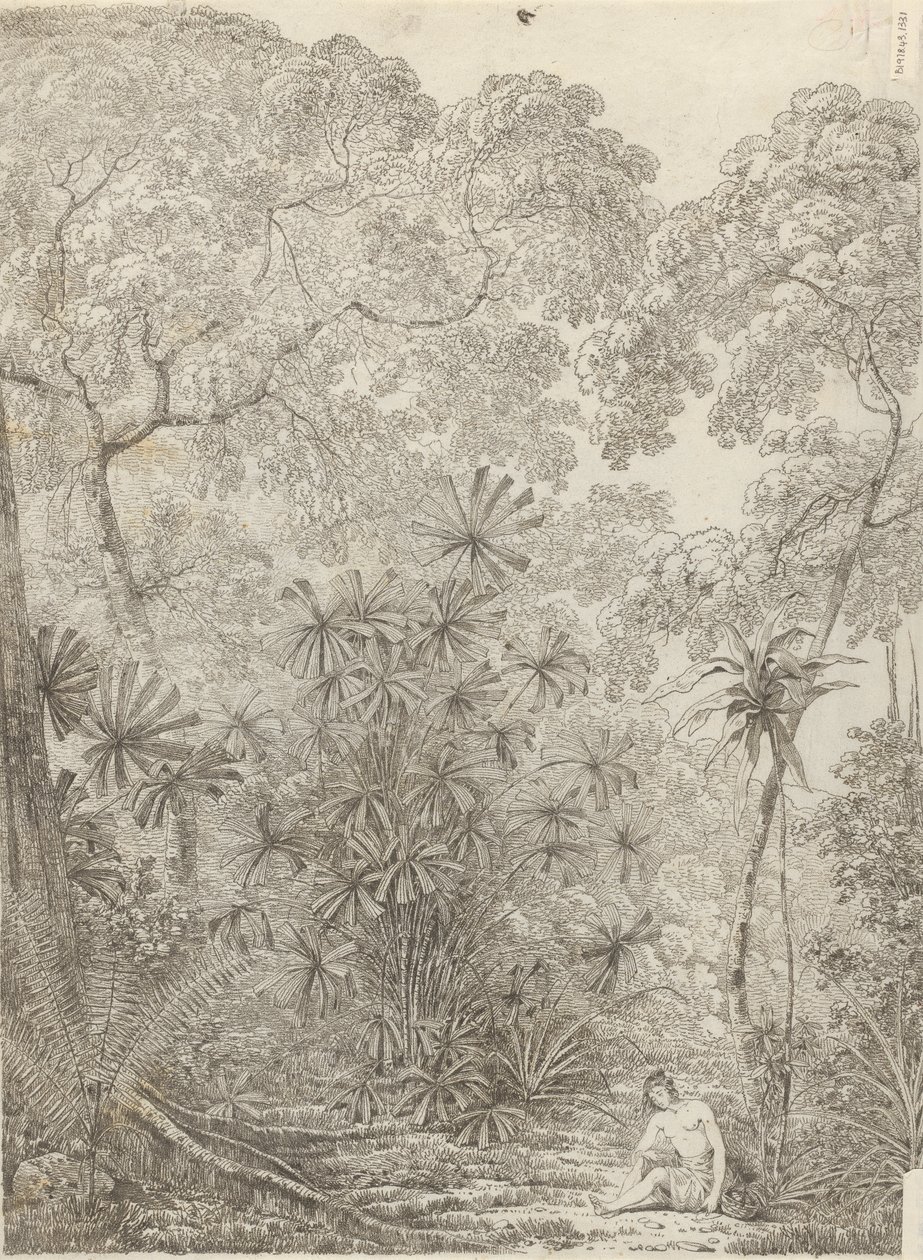 El palmito de Cracatoa de John Webber