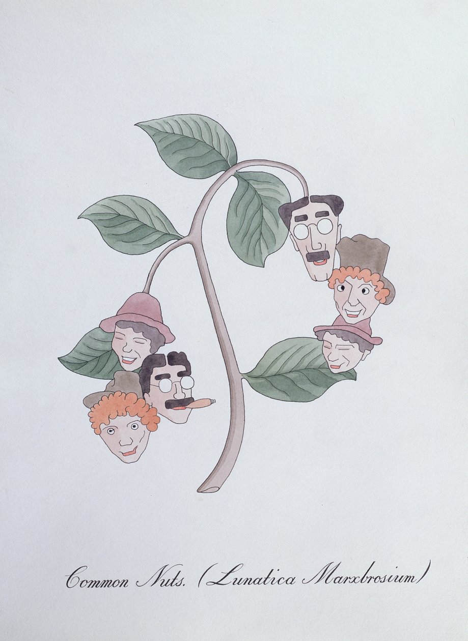 Nueces comunes. (Lunatica Marxbrosium), ilustración de 