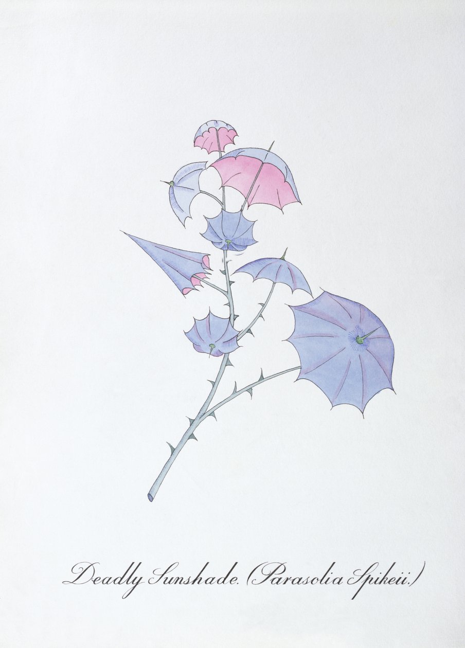 Sombrilla mortal (Parasolia Spikeii.), ilustración de 