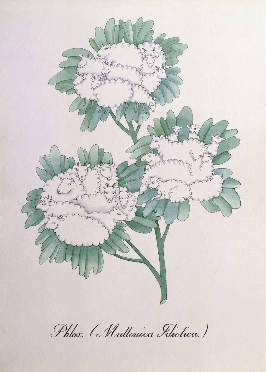 Phlox (Muttonica Idiotica), ilustración de 