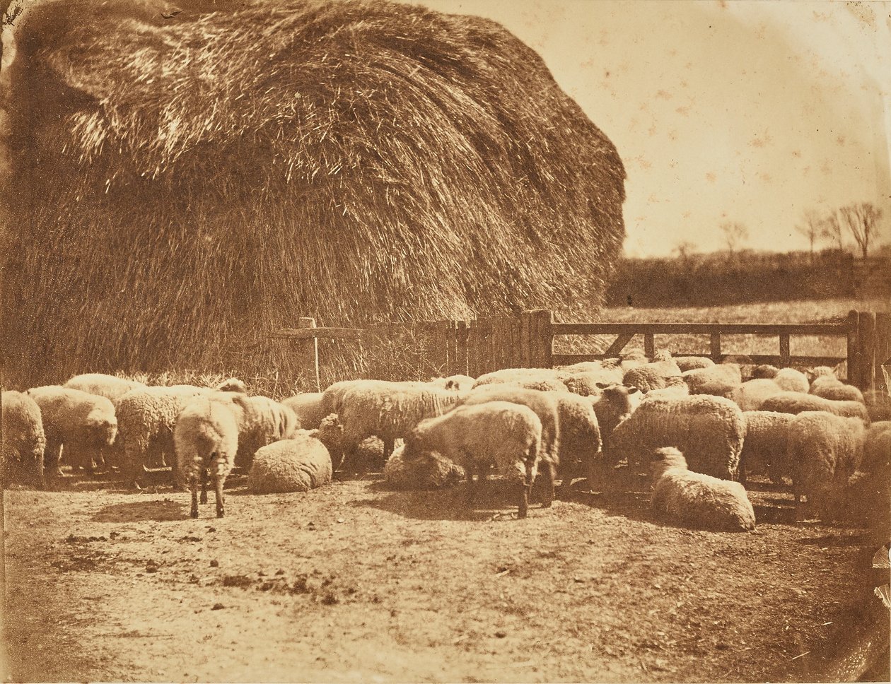 [Ovejas en un corral] de John Whistler