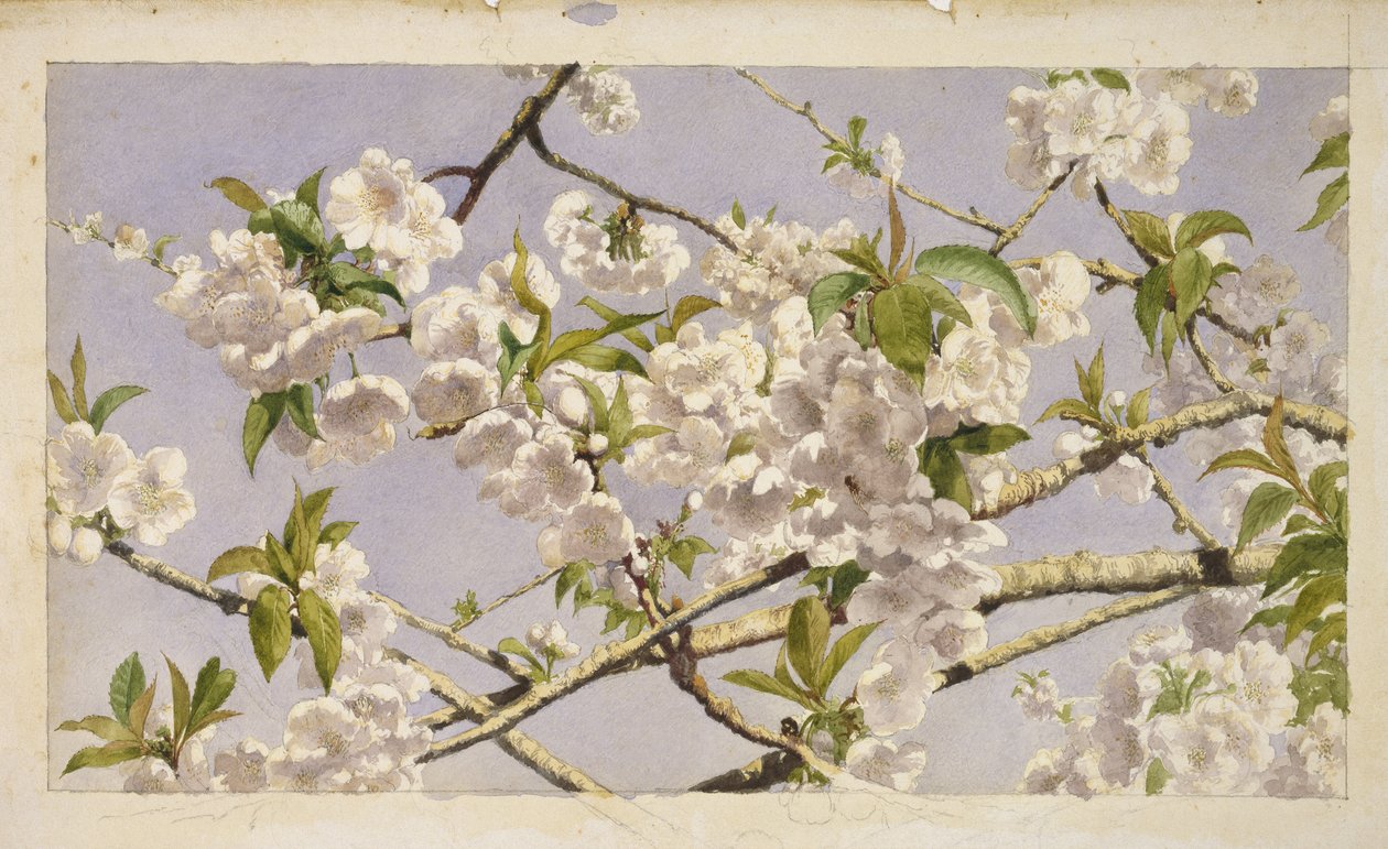 Flores de manzano, c.1874 de John William Hill