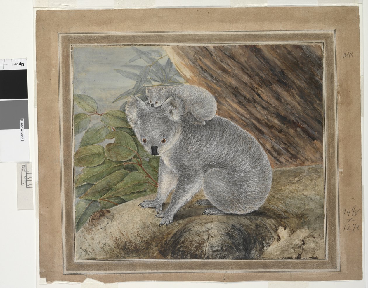 Koala y cría, 1803, J.W. Lewin de John William Lewin