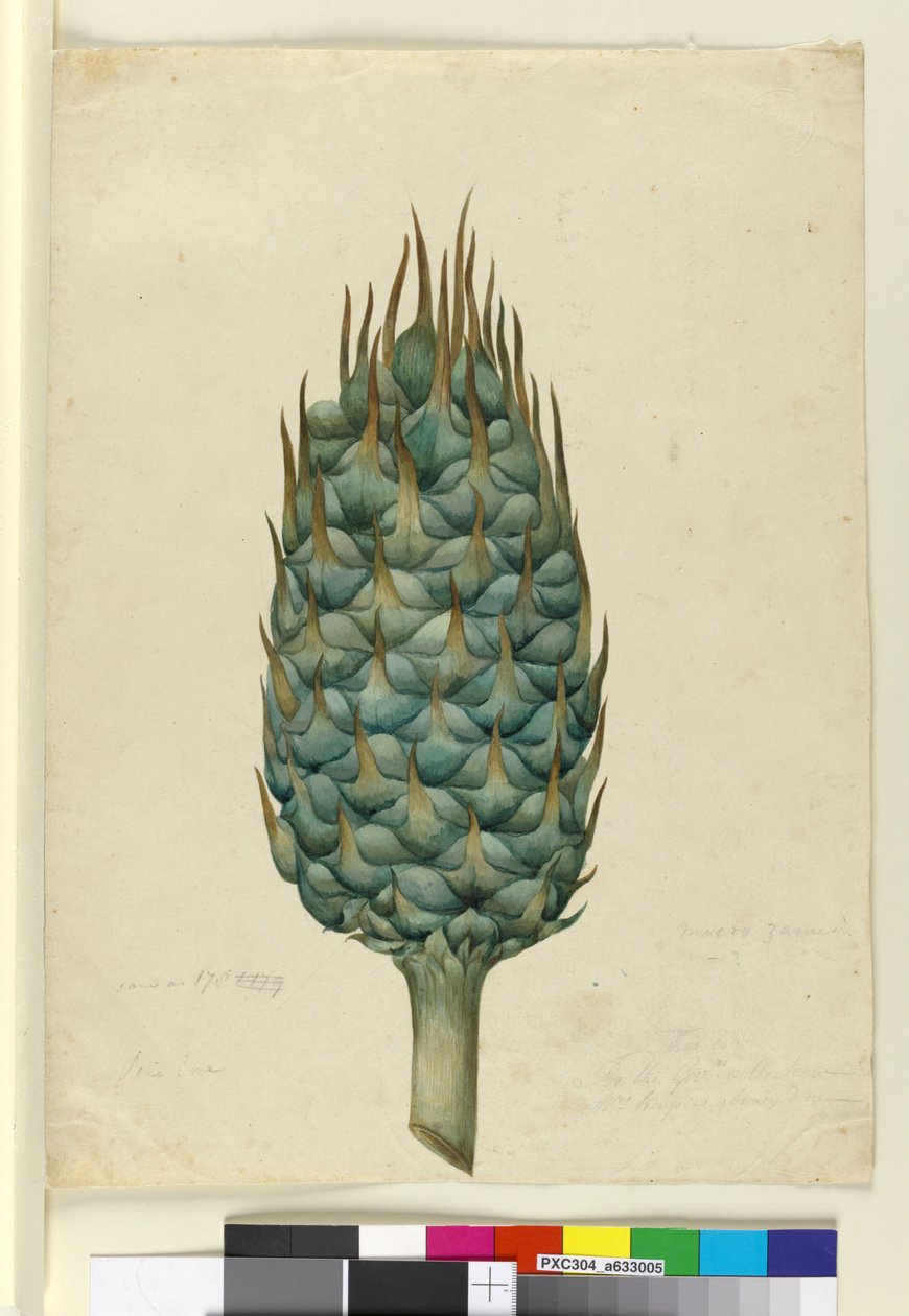 Macrozamia de John William Lewin